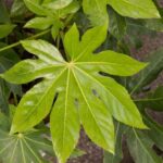 How to propagate <em>Fatsia</em> or Japanese aralia?