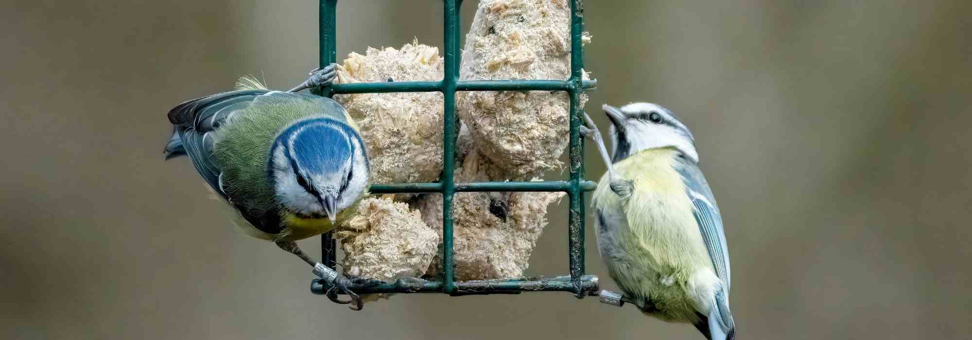 Which plants and shrubs to feed garden birds?