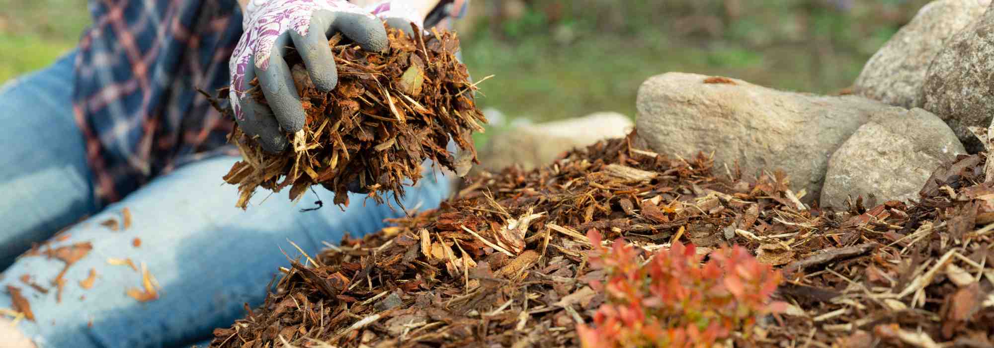 Permaculture and the organic vegetable garden: choosing an eco-friendly mulch