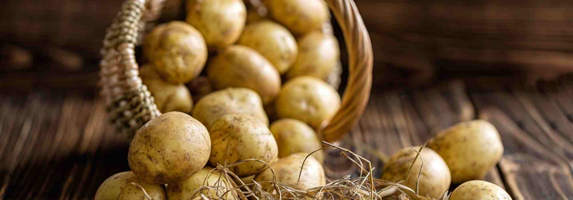Early potatoes: our complete guide to choosing and growing them