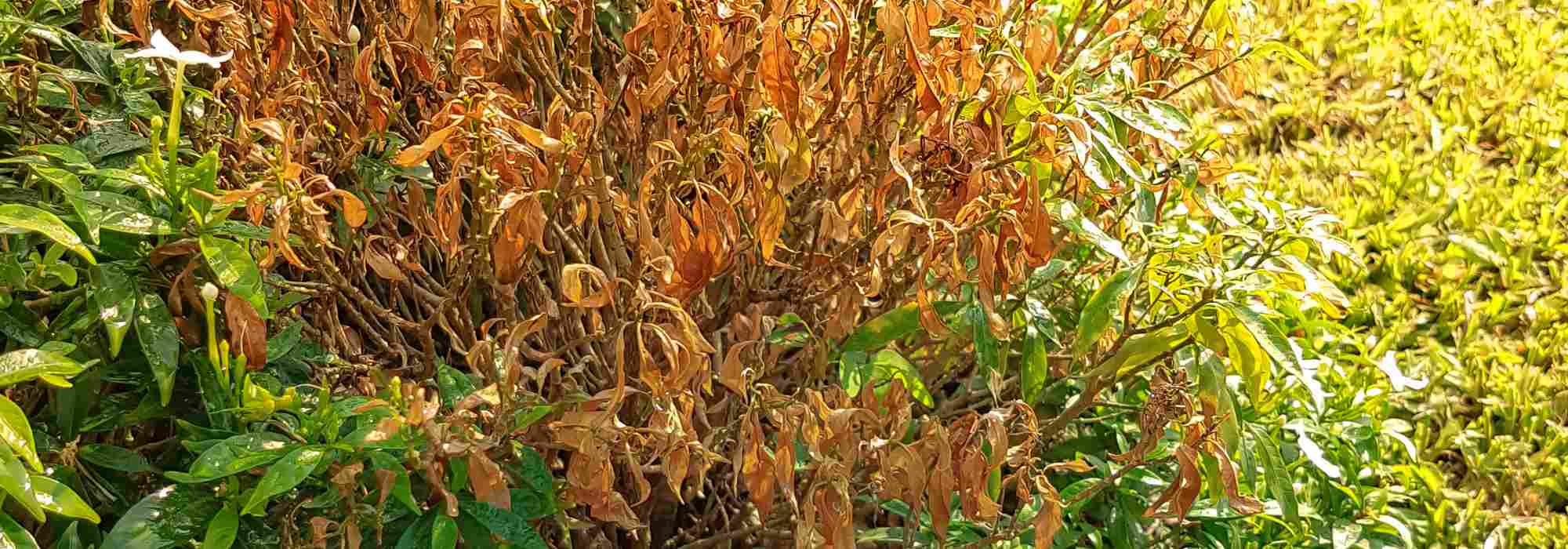 Nothing grows in my garden. Why?