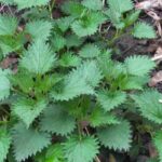 How to diagnose your soil using organic indicator plants?