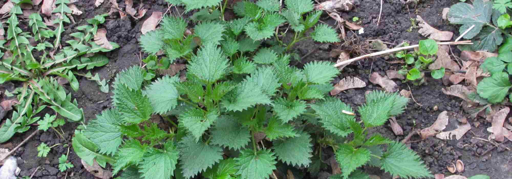 How to diagnose your soil using organic indicator plants?