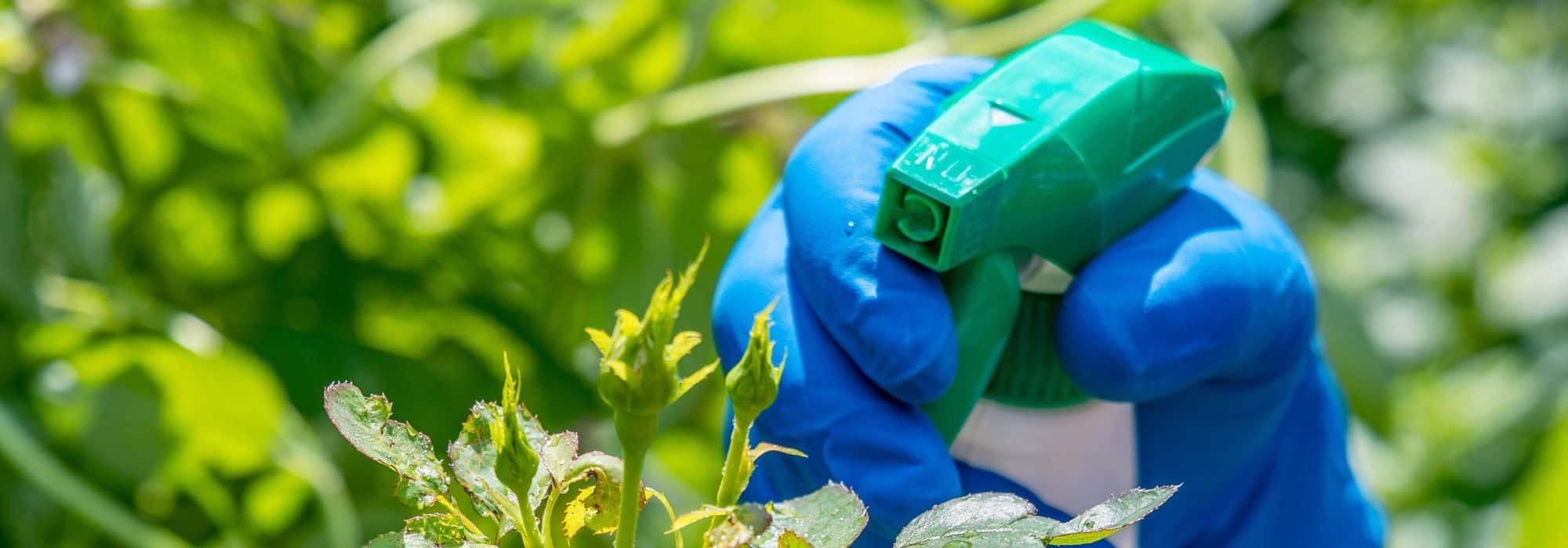 Aphids and scale insects: is black soap really effective?