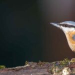 Eurasian Nuthatch: how to attract this bird to the garden?
