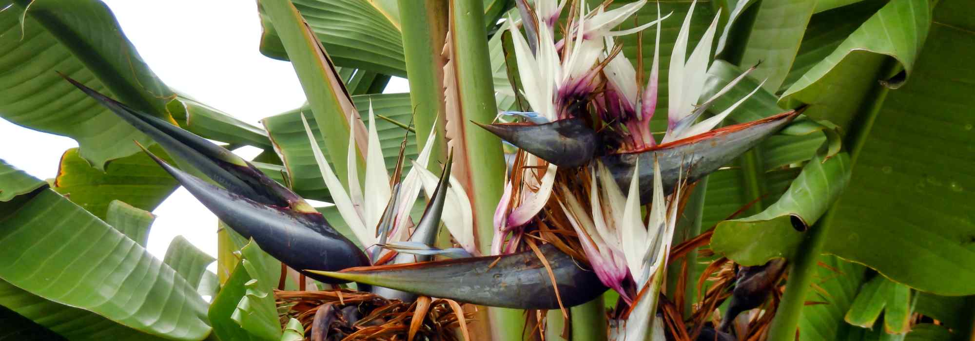 Grow a Bird of paradise indoors