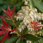 How to prune Japanese andromeda or <em>Pieris</em>?