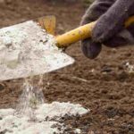 Using lime in the garden: a good or bad idea?