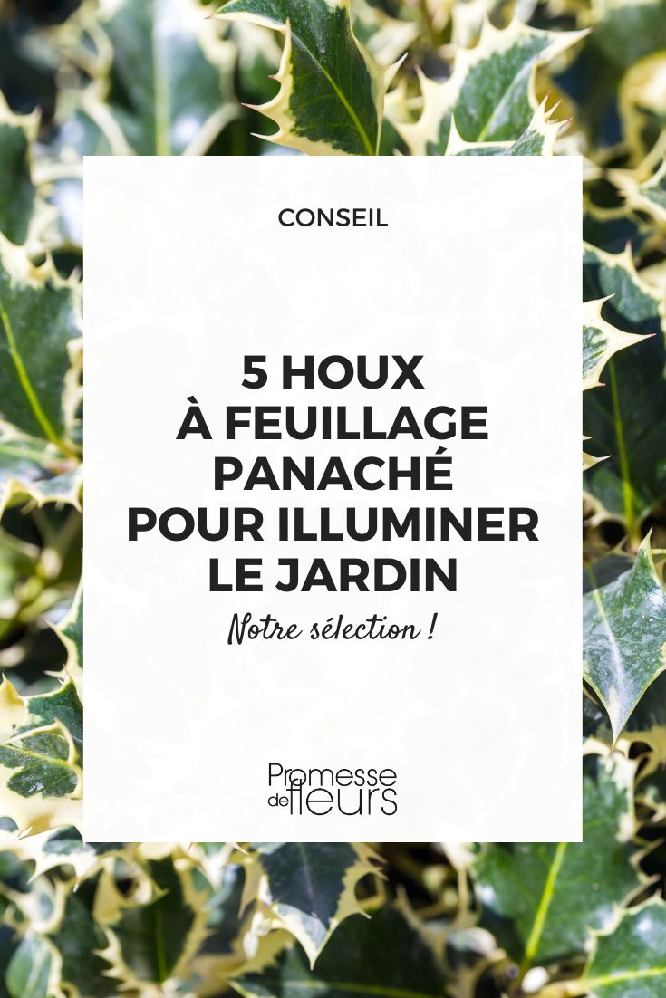 5 variegated hollies to brighten up the garden Ilex Aquifolium Silver Queen