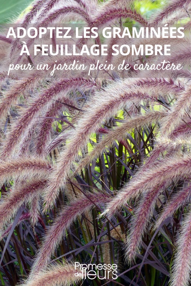 Embrace Dark Foliage Grasses! Pennisetum setaceum 'Rubrum'