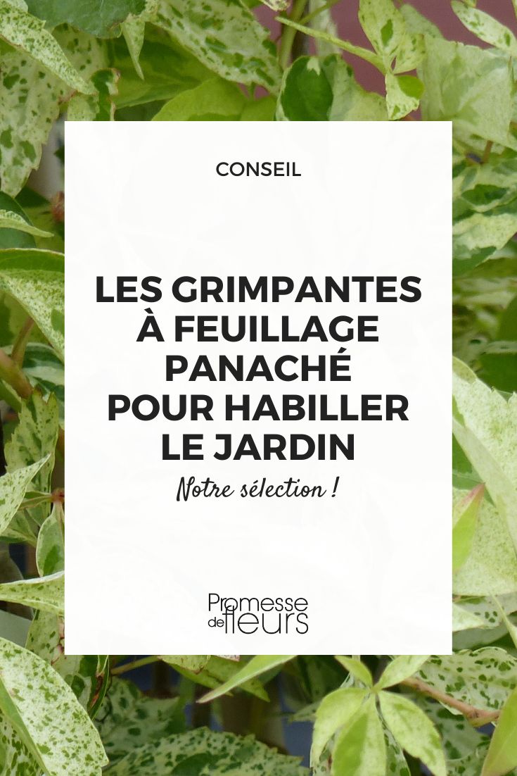 Parthenocissus quinquefolia ‘Star Shower’