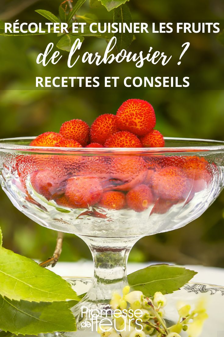 harvesting and cooking strawberry trees