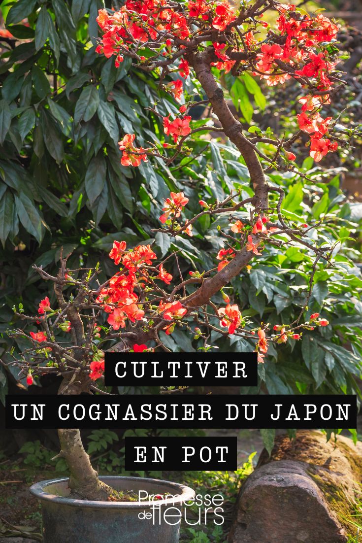 How to grow a Japanese Quince in a pot Chaenomeles