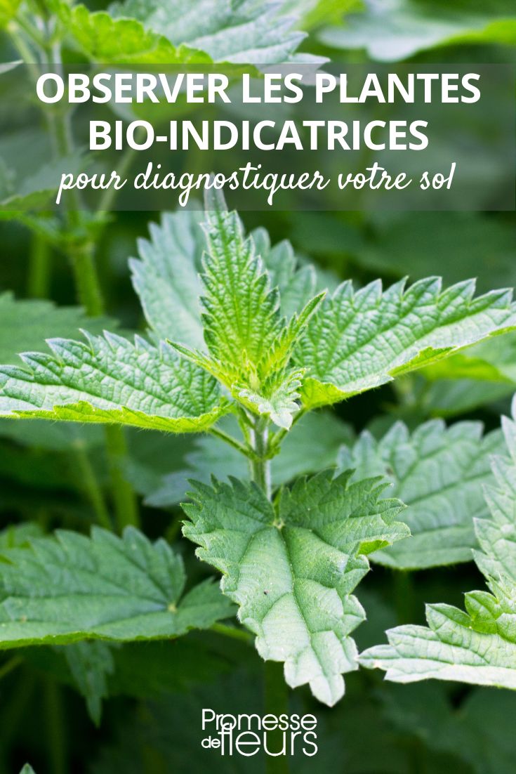 How to diagnose your soil using indicator plants Soil indicator plant: Nettle