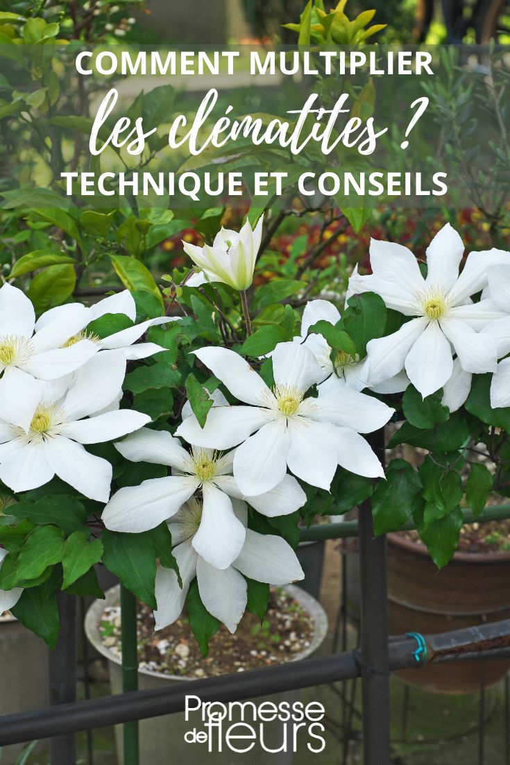 Clematis Propagation