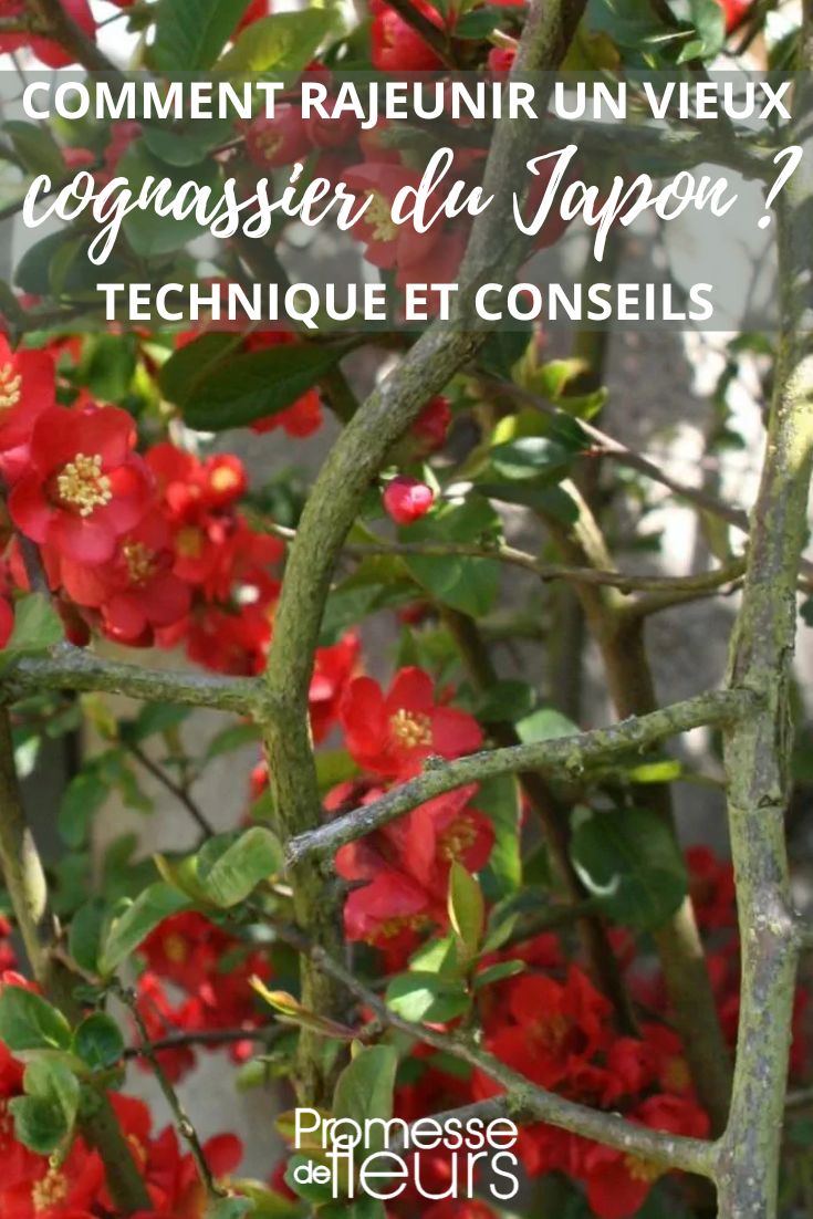 Rejuvenating an old quince tree