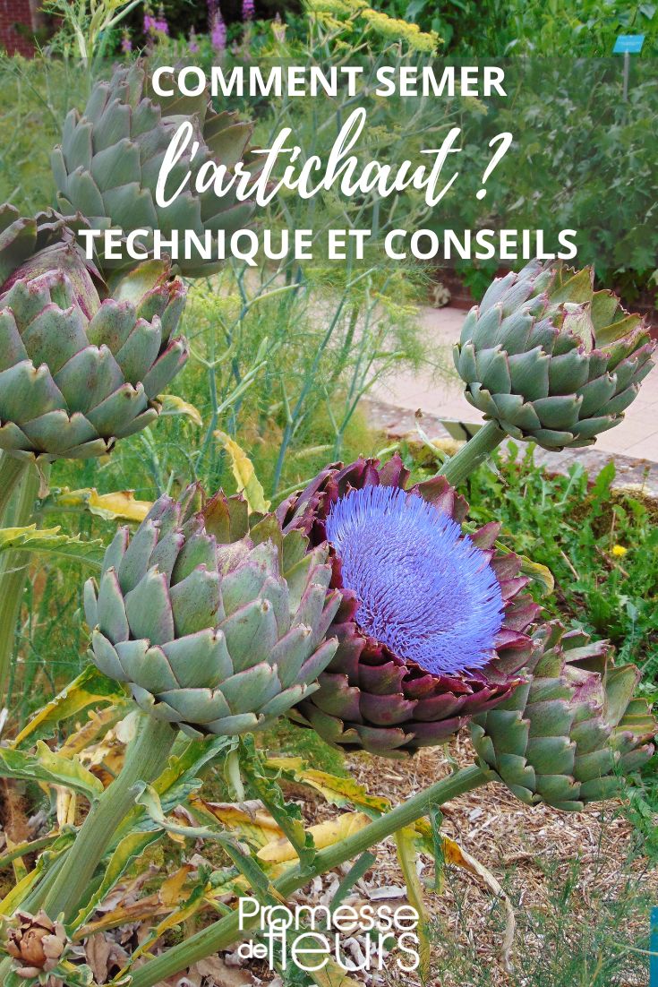Sowing Artichokes in the Garden