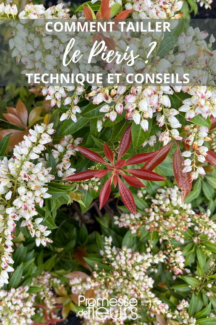 pruning of pieris