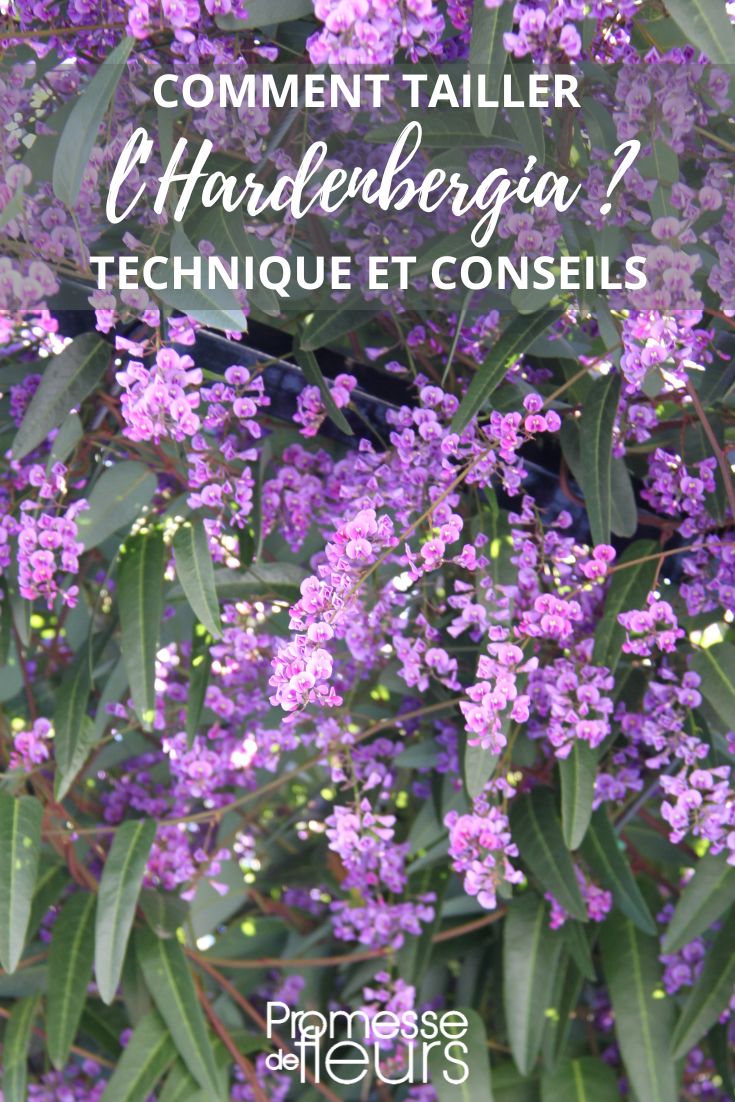 pruning of hardenbergia