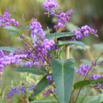 How to prune <em>Hardenbergia</em> or Australian wisteria?