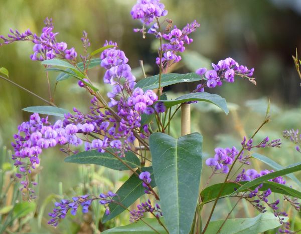 How to prune <em>Hardenbergia</em> or Australian wisteria?