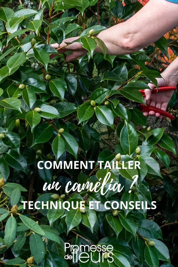 Camellia Pruning