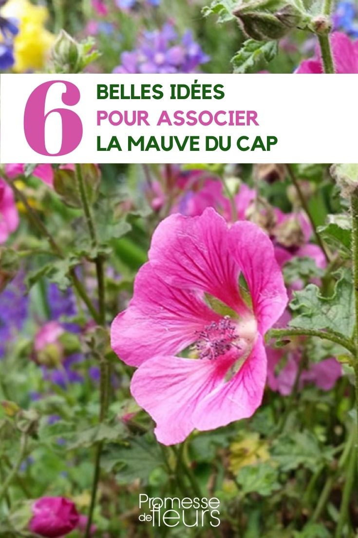 associate the Cape mallow 6 Anisodontea Combinations