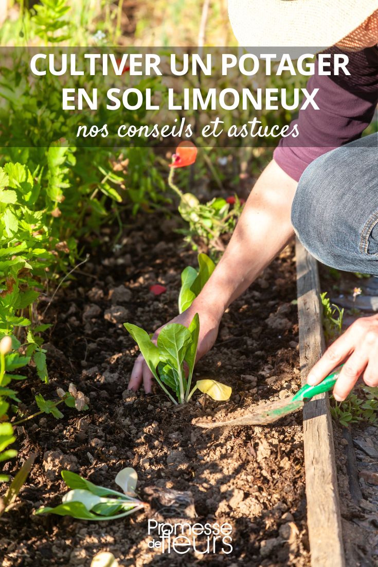 gardening in loamy soil