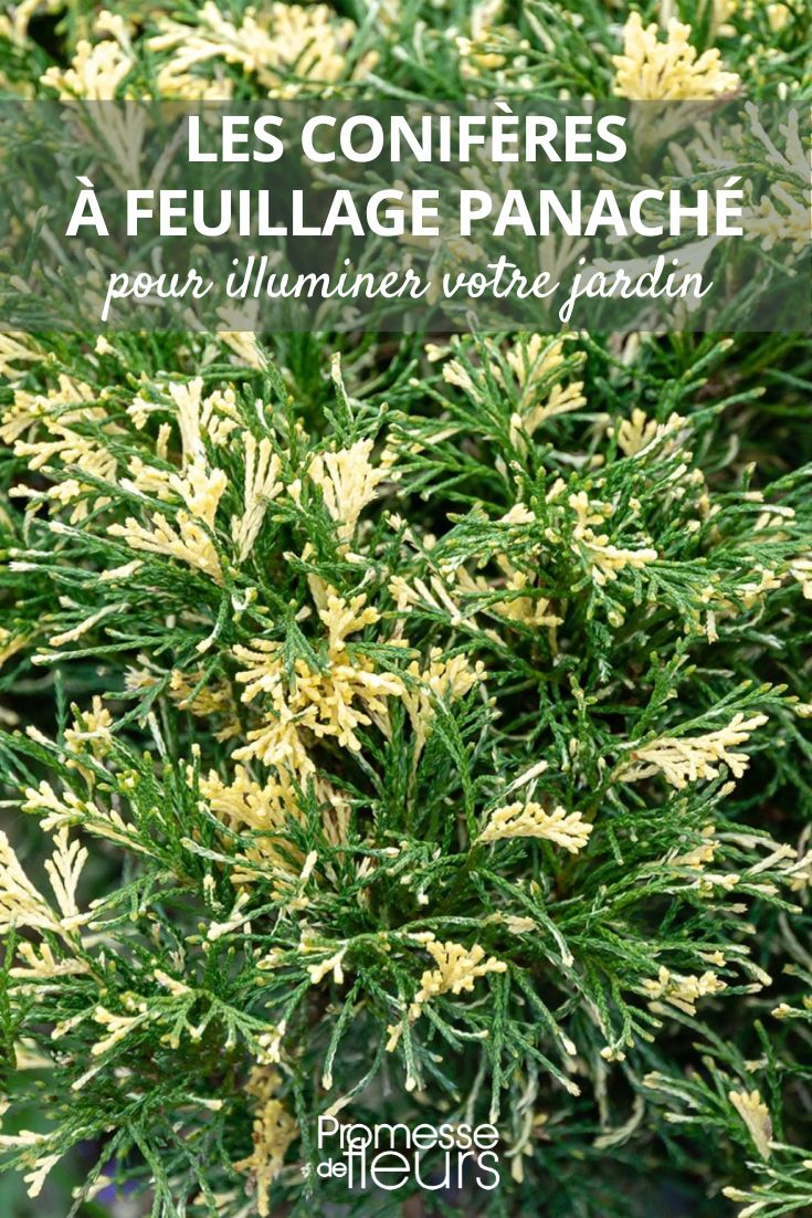 Juniperus sabina 'Variegata'