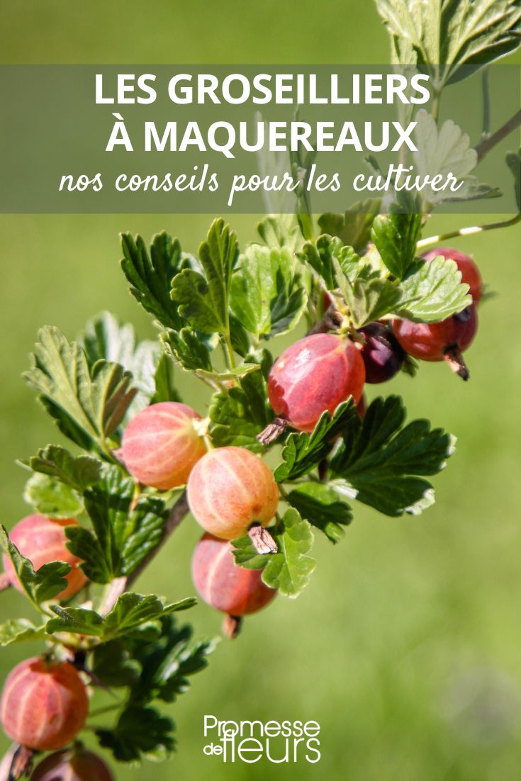 Growing Gooseberry Bushes: When, Where, and How gooseberry bushes