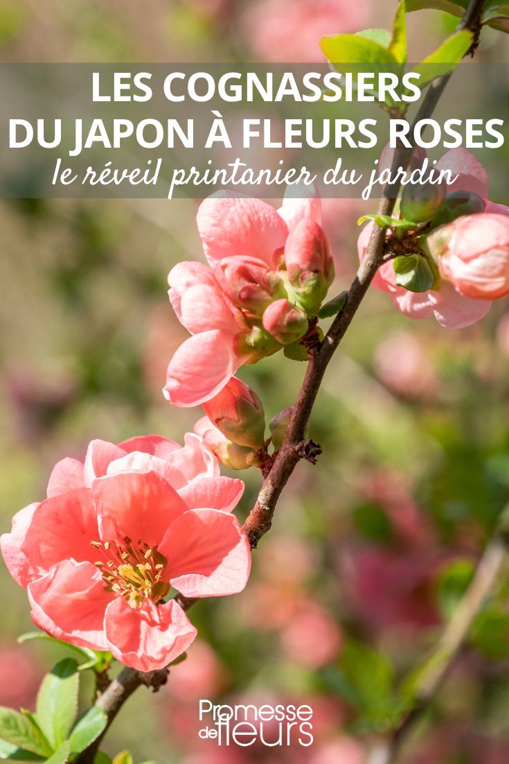 Japanese Flowering Quinces: Pink Flowers to Wake Up Your Spring Garden Chaenomeles superba 'Pink Lady'