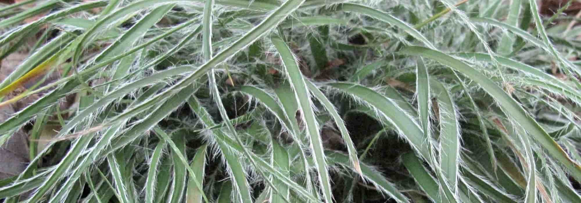 Groundcover grasses: for an attractive, low-maintenance garden