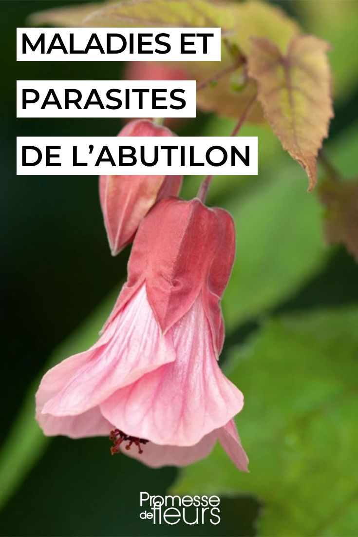 Diseases and Parasites of Abutilon: How to Identify, Prevent, and Treat Them caring for abutilon