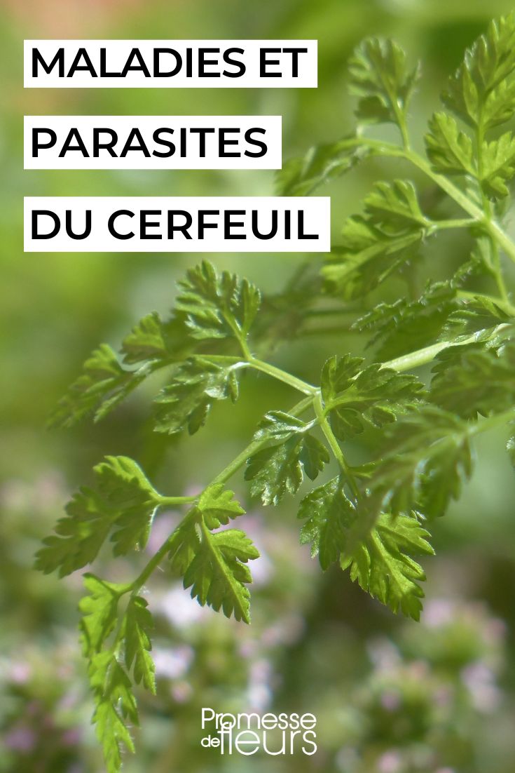 Caring for chervil