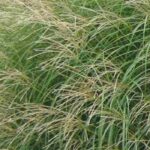 Miscanthus: a selection of varieties for pots
