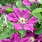 How to propagate clematis easily?