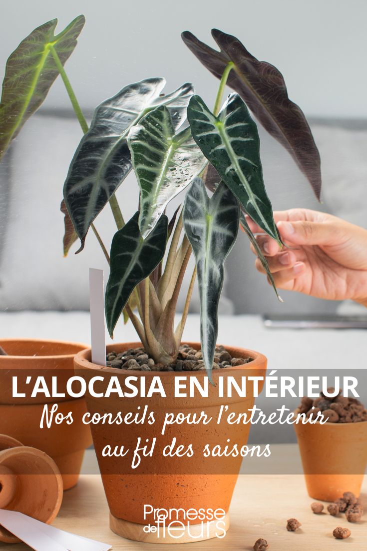 Alocasia Care Indoors