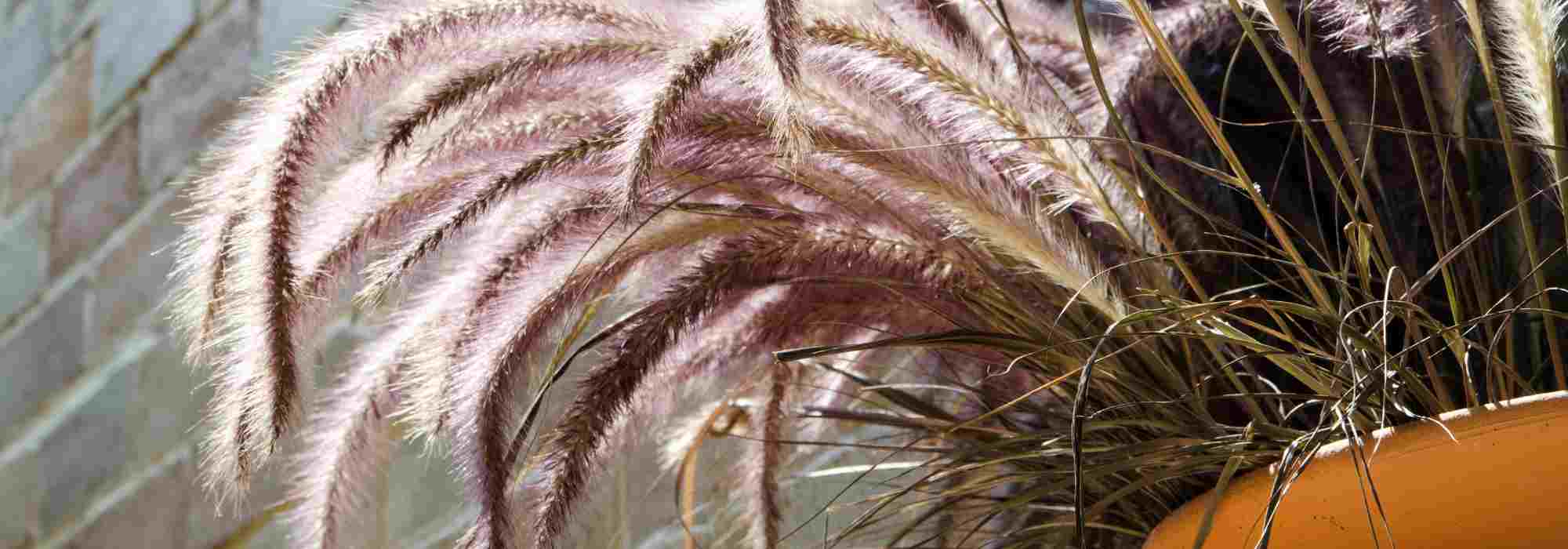 Chinese fountain grass: the best varieties for pots