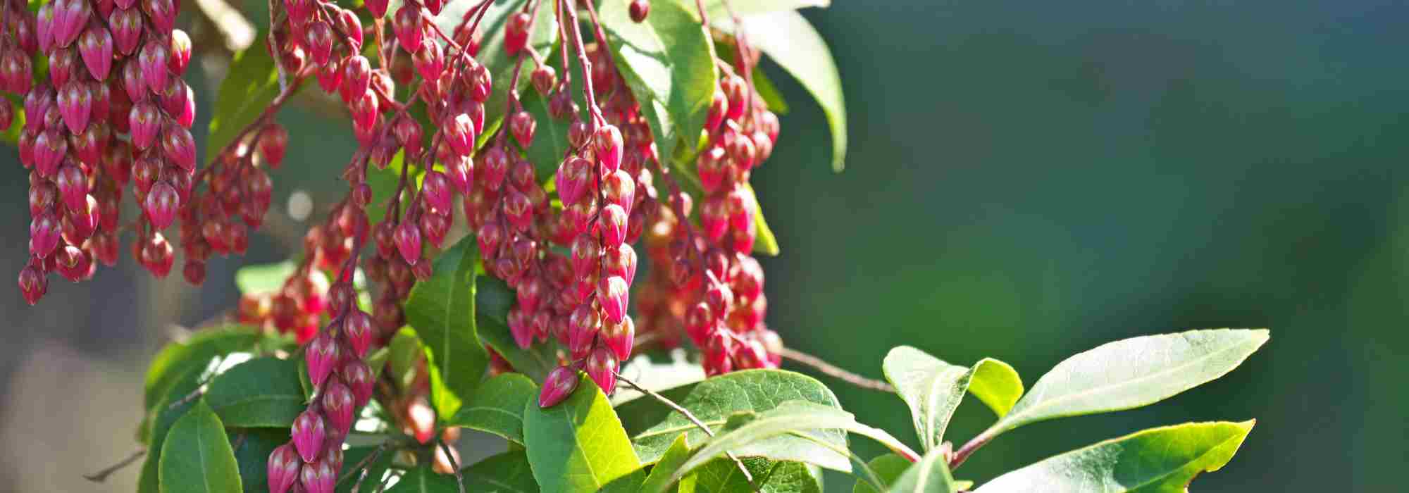 Japanese Andromeda - Pieris japonica: 6 varieties for pots