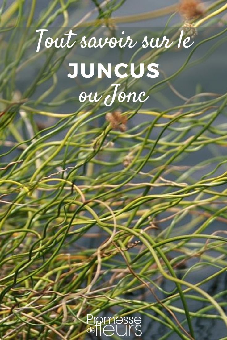 Juncus - Rush: Planting and Maintenance rush
