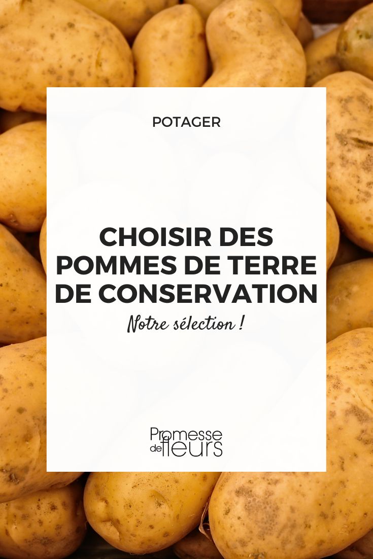 Choosing late potatoes