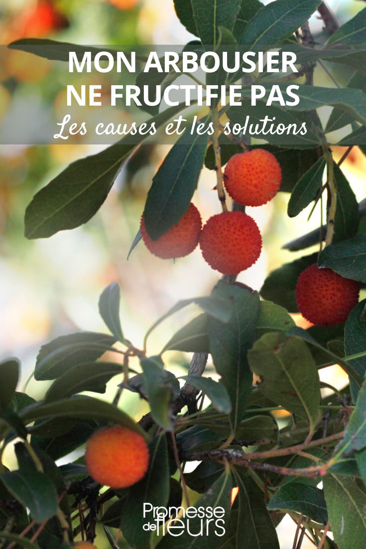 The strawberry tree does not bear fruit.