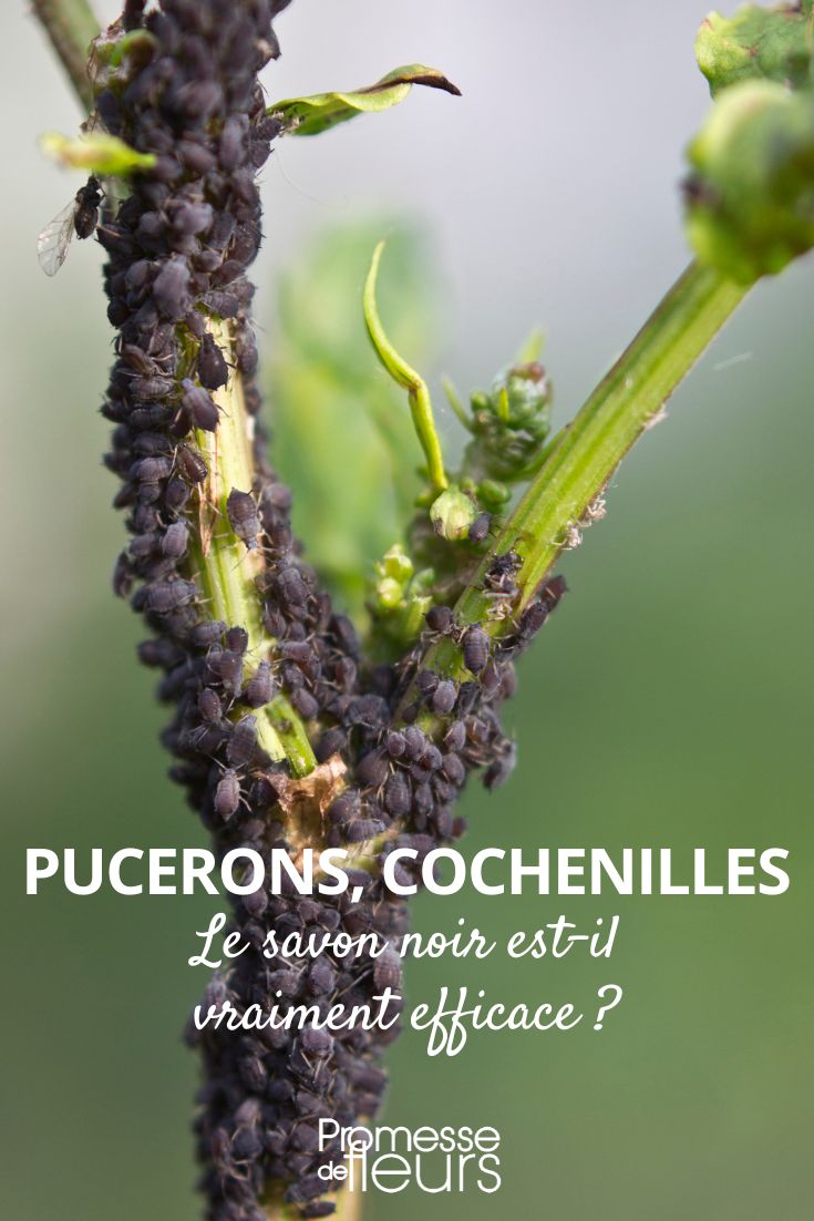 Aphids, scale insects: is black soap really effective? treating aphids with black soap