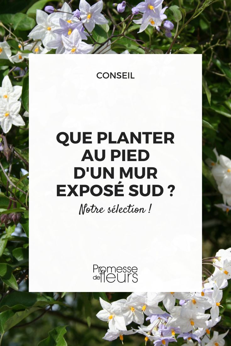 What to plant at the base of a south-facing wall? Solanum jasminoides