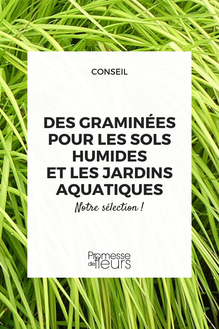 What grasses to choose for wet soils Carex elata 'Aurea'