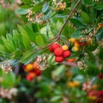Strawberry tree: how to harvest and use its fruits in cooking?