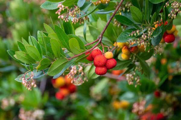 Strawberry tree: how to harvest and use its fruits in cooking?