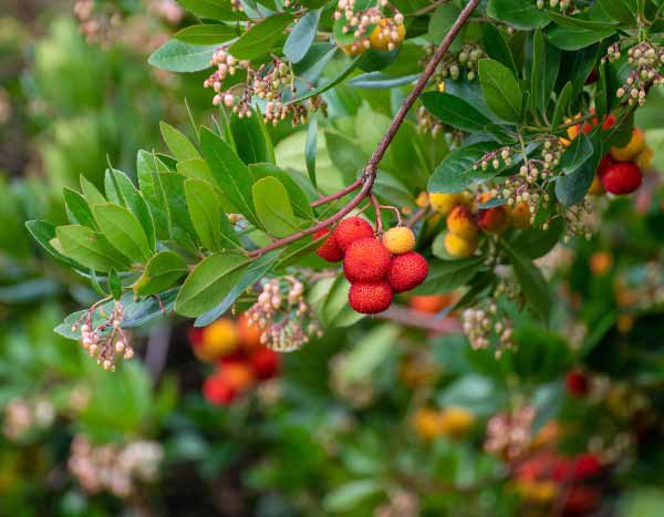Strawberry tree: how to harvest and use its fruits in cooking?