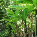 How to carry out pruning on a banana plant?