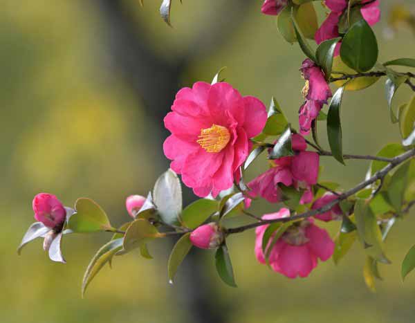 How to prune camellias?